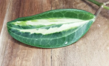 Hoya latifolia 'Pot of Gold' - cięta sadzonka 