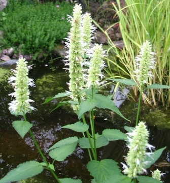 Kłosowiec -biały (Agastache ) 50n