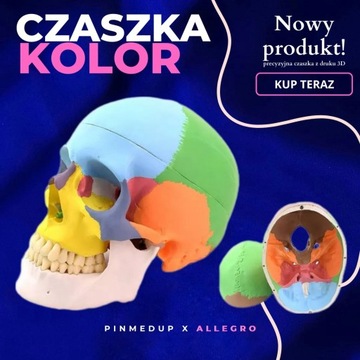 Kolorowa czaszka anatomiczna pomoc osteologiczna