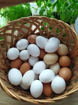 Wiejskie jaja Kury Wolny Wybieg