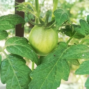 Pomidor Maliniak malinowy s.30..40cm TANIA DOSTAWA
