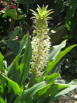 Lilia ananasowa / Eucomis