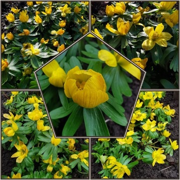 Rannik zimowy - piękne żółte pierwsze wiosenne kwiatuszki 