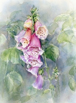 Naparstnica (Digitalis, Foxglove) – akwarela orygi