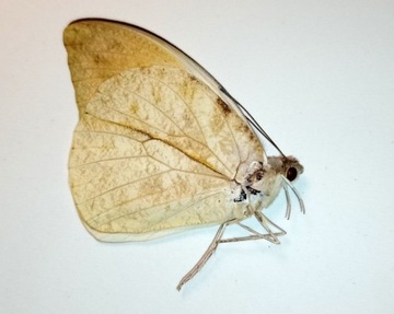 Motyl: Hebomoia glaucippe boholensis