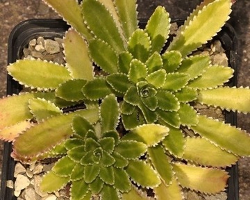 Skalnica Saxifraga x andrewsii