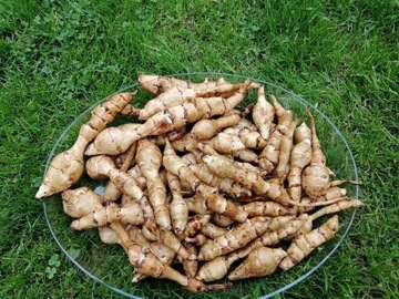 TOPINAMBUR Bulwa Słonecznika, Smaczny Ziemniak 1KG