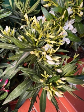 Oleander w doniczce biały