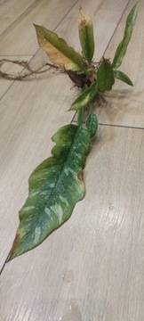 Philodendron Ring of Fire  M 