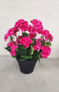 Pelargonia