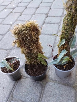 Cissus Amazonica rosnąca sadzonka + palik