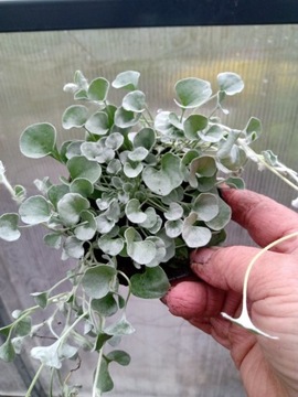 DICHONDRA SREBRZYSTA SADZONKA