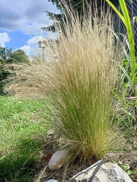 Ostnica mocna trawa Stipa tenuissima Pony Tails