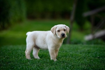 Labrador szczeniaki