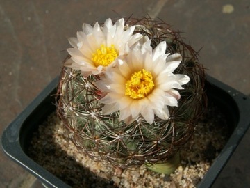 Pediocactus simpsonii v. minor VZD 873 - 10 nasion