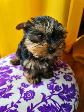 Yorki Yorkshire Terrier szczenięta rodowód 