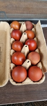 Jajka kur marans 