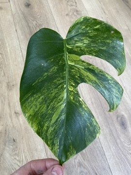 Monstera marmorata