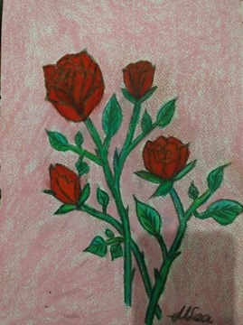 Czerwone róże rozkwitają 