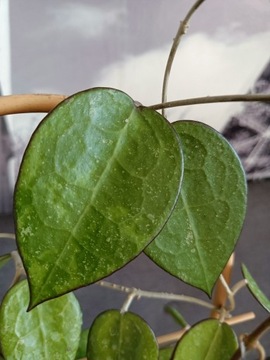 Hoya Parasitica black margin sp. Nganjuk 