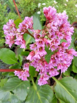 Bergenia sercolistna 