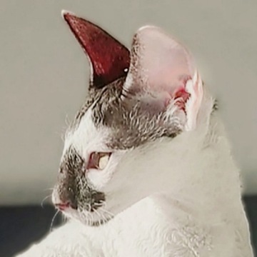 Prześliczna koteczka Cornish rex Devon rex 