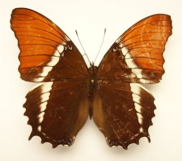 motyl Siproeta epaphus