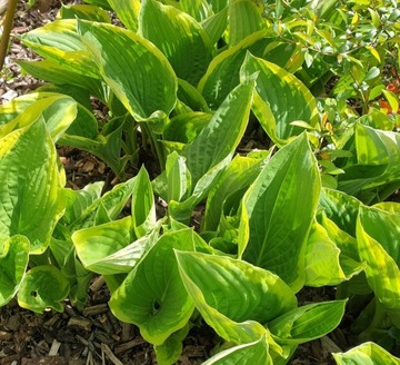 HOSTA z ładnym marginesem 5 szt. kępki po 10 pędów