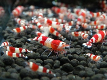Krewetki Caridina PRL Pure Red Line/CR Crystal Red