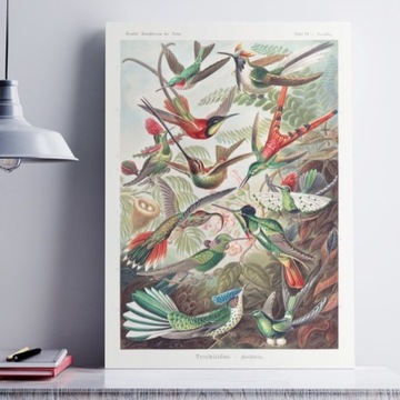 Plakat obraz vintage ilustracje Kolibry