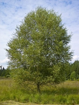 Brzoza Omszona 80/120cm Betula Pubenscens