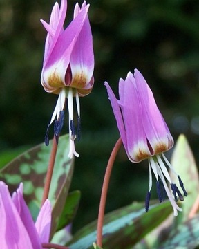 Psiząb / Erythronium dens-canis Old Aberdeen