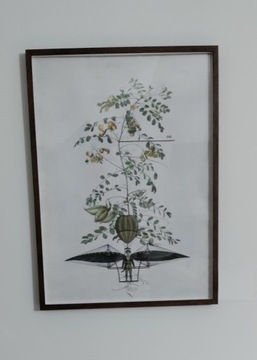 Obraz botaniczny w ramie 50x70 cm