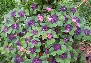 Oxalis Deppei - Szczawik Deppego 10 sztuk