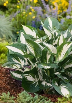 Hosta Funkia zielono-biała sadzonka