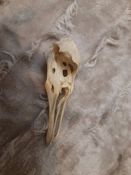 Naturalna czaszka 
