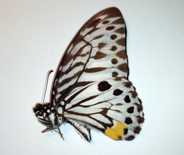 Motyl: Graphium delessertii palawanus