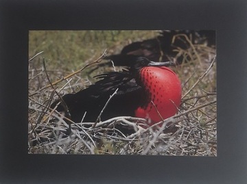 Oryginalna fotografia R. Gondka format 20cm x 30cm