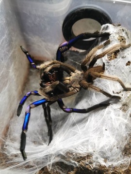 Chilobrachys sp electric blue L4