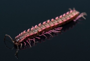 1szt wije Desmoxytes planata isopody Porcellio 