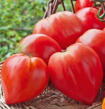 Pomidor Bawole Serce nasiona kolekcjonerskie