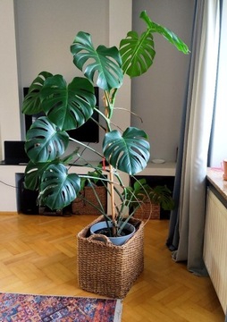 Monstera Deliciosa Duża ok.1,60m