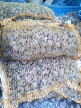 Ziemniaki sadzeniaki Vineta 1zł/kg