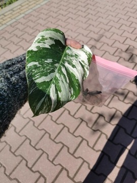 Monstera varie ukorzenione ziemia gratis! Krk Wro