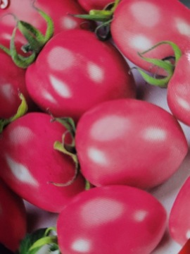 Sadzonki pomidora Malinowy Kapturek