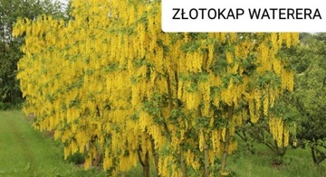 Złotokap Waterera sadzonka. ZŁOTY DESZCZ.