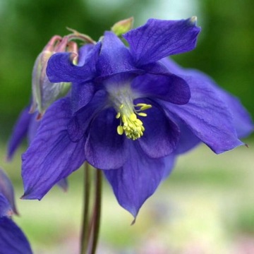 Orlik Aquilegia alpina