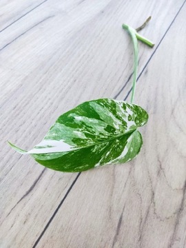 Monstera Variegata miętowo-białe wybarwienie