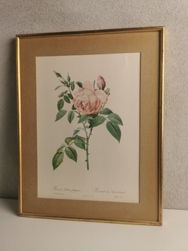 Stara grafika, kwiaty, róża. 43x33