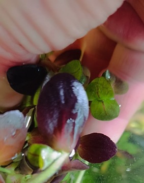 Bacopa Salzmannii Purple dorosłe sadzonki.